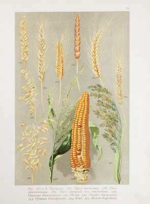 Гофман К. Ботанический атлас по системе де-Кандоля. 80 хромолитографированных таблиц, изображающих 459 растений в красках, и 30 листов текста с 508 политипажами / Под ред. А.Ф. Баталина и Н.А. Монтеверде. СПб.: Изд. А.Ф. Девриена, 1897.